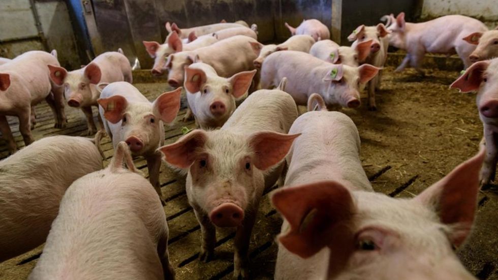 Două ferme de porci din Corund, amendate de inspectorii DSVSA