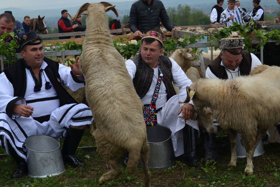 FOTO. Urcatu’ oilor la munte în Țara Oașului. Negreștenii își respectă tradițiile și le promovează