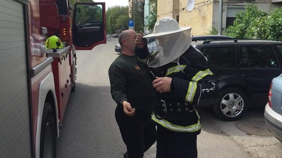 Pompierii sătmăreni, chemați să îndepărteze un fagure construit într-un copac situat foarte aproape de un bloc