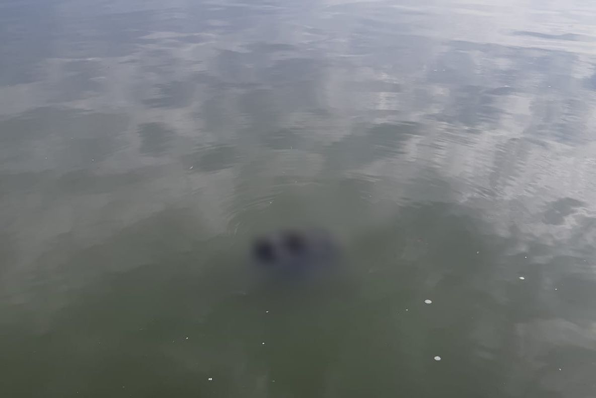 Cadavru în stare avansată de putrefacţie scos din Someş de pompieri