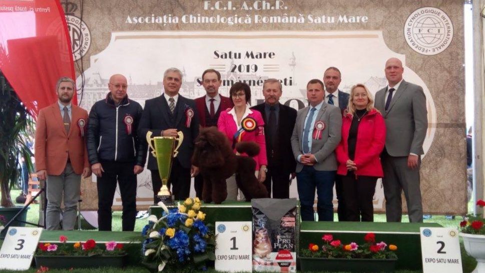 Un pudel, câștigătorul suprem al ediției 2019 a concursului Internațional Dog Show Satu Mare