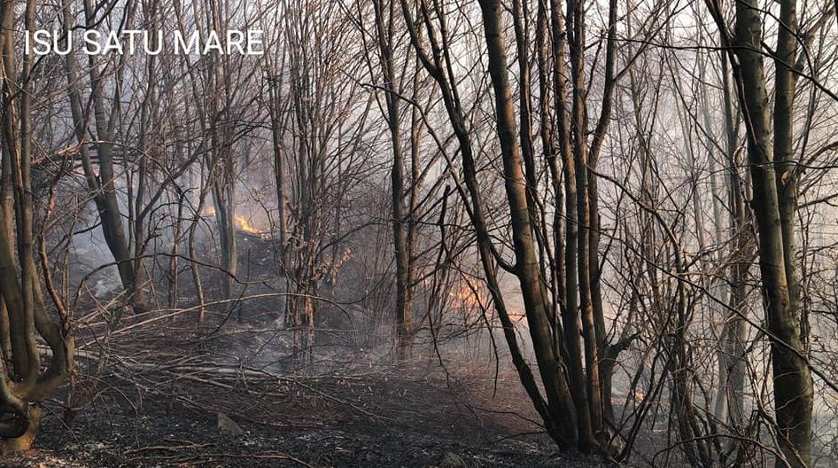 Incendiu de litieră de pădure în zona Negreștiului