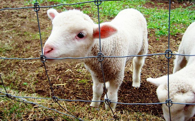 De mâine, liber la vânzarea mieilor în Piața de vechituri din Satu Mare