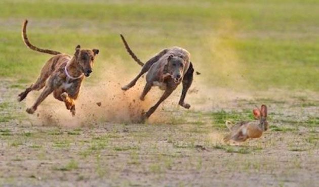 Bărbat cercetat pentru braconaj