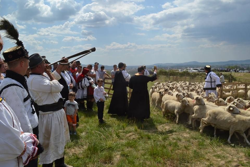 Urcatu’ oilor la munte în Țara Oașului