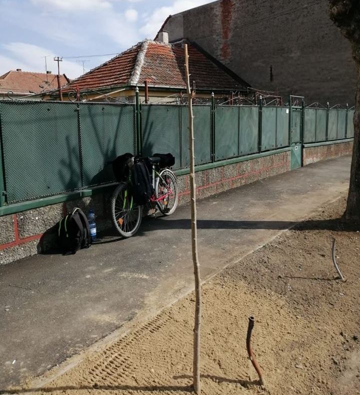 A tăiat un copac proaspăt plantat de Primărie