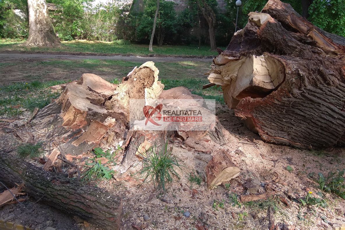 Primăria Satu Mare: ”S-a constatat că stejarul din Grădina Romei prezenta un pericol”