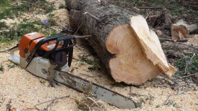 Hoţi de lemne din pădure, prinşi în flagrant de poliţişti