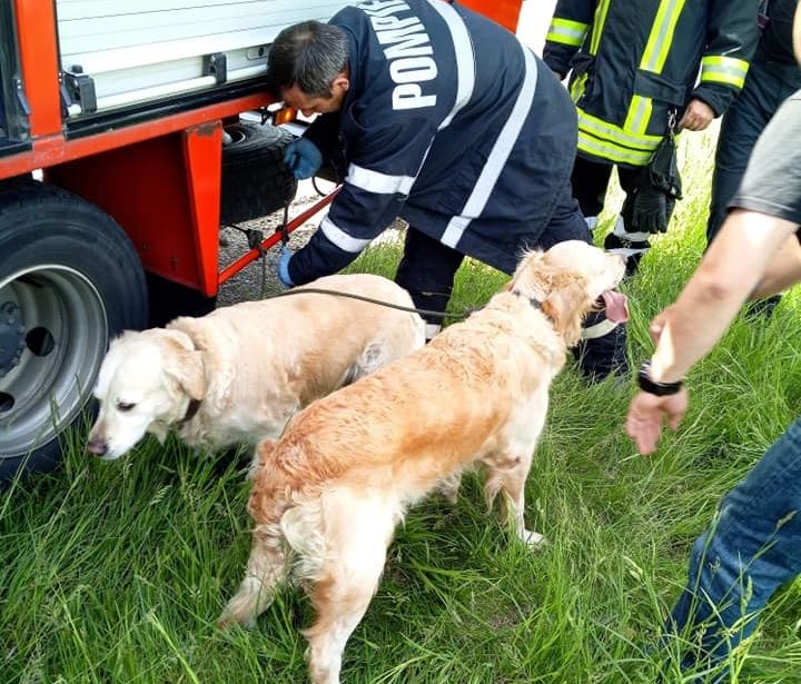 Pompierii au salvat un bărbat și doi câini rămași captivi într-o mașină răsturnată în șanț