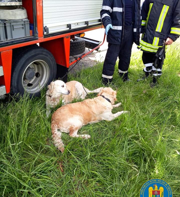 Concluziile polițiștilor: cum a ajuns un șofer cu mașina în șanț, lângă Apa