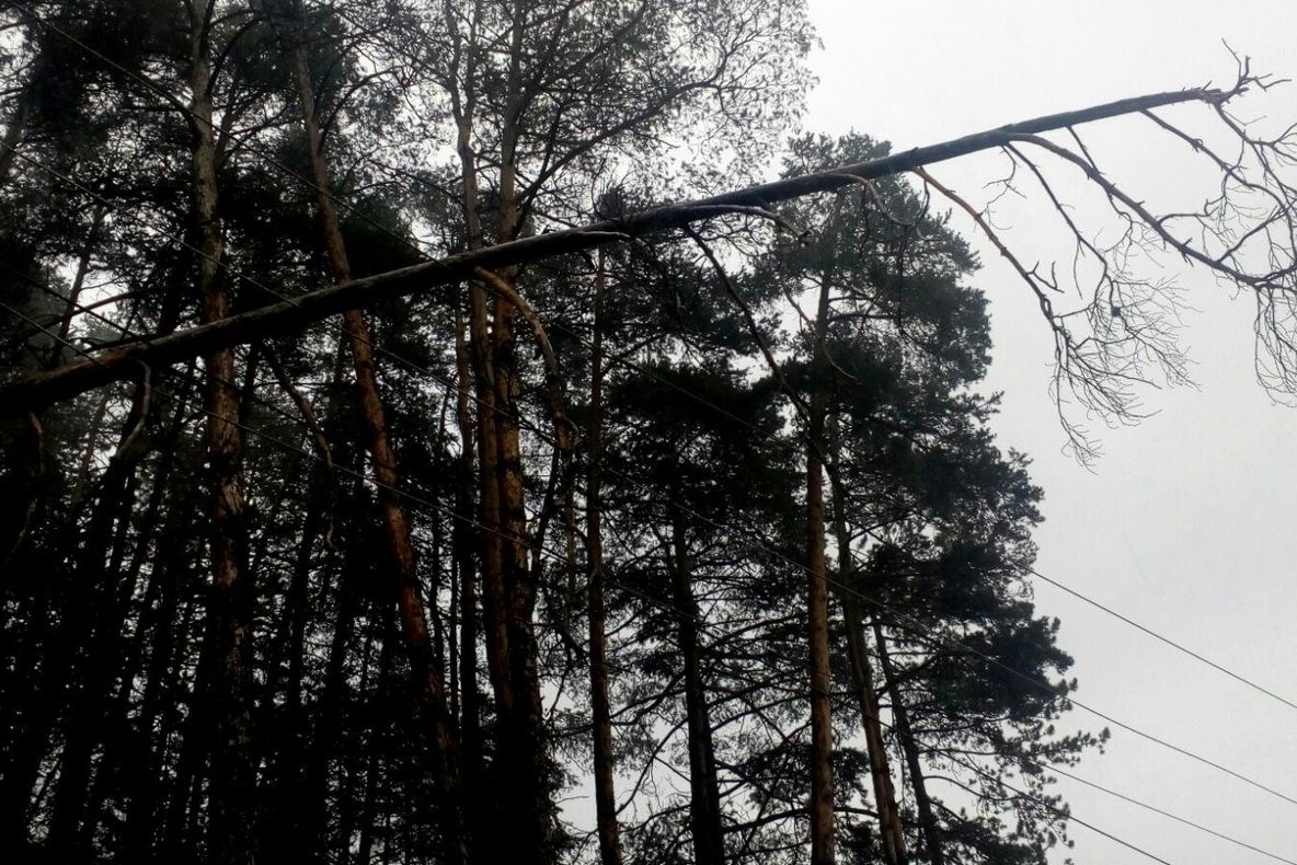 Copac căzut peste firele de curent, la Satu Mare