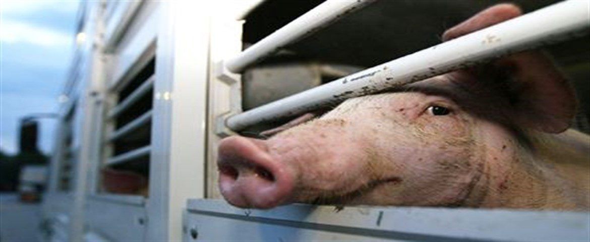 Maramureșean prins în județul Satu Mare transportând porci ilegal