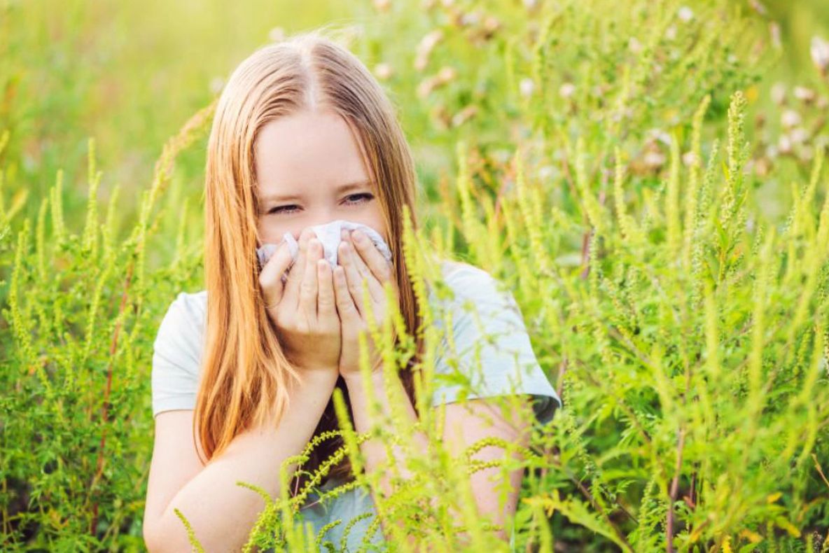 Proprietarii de terenuri, obligați să elimine ambrozia