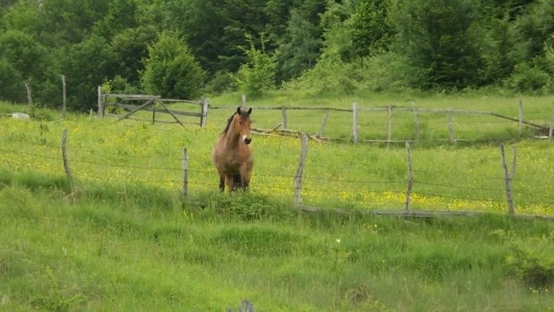 Dosar penal pentru un sătmărean, după ce a furat un cal și l-a vândut