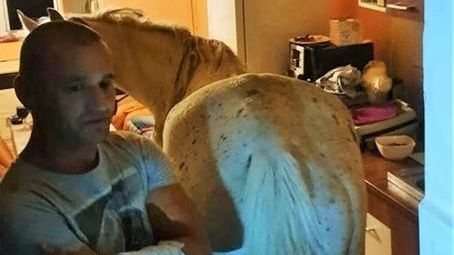 Se întâmplă în Satu Mare: Calul care stă într-o bucătărie