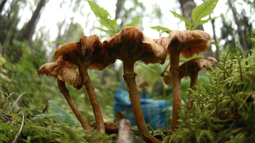 Doi pensionari, soț și soție, în comă, după ce au mâncat ciuperci