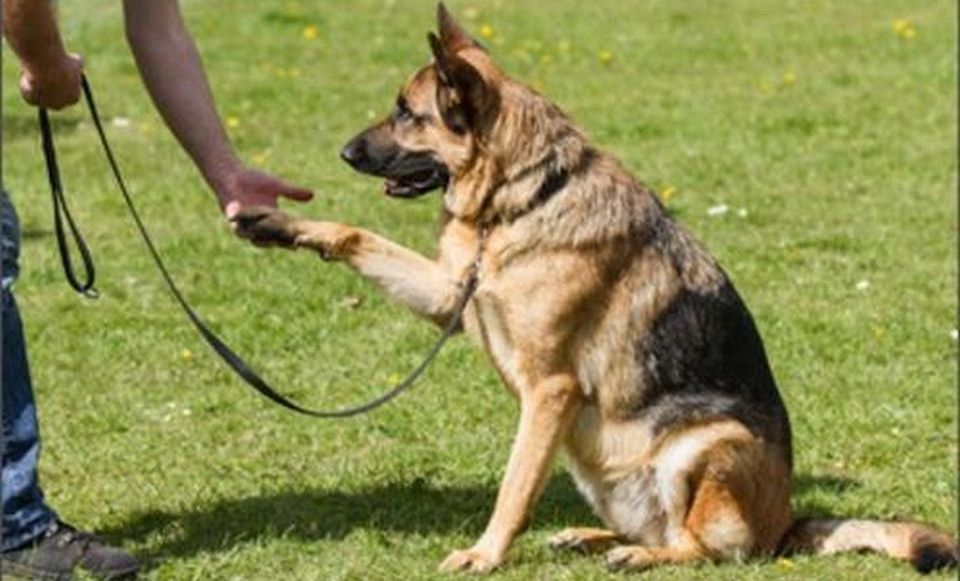 Primăria Carei organizează curs de dresaj canin