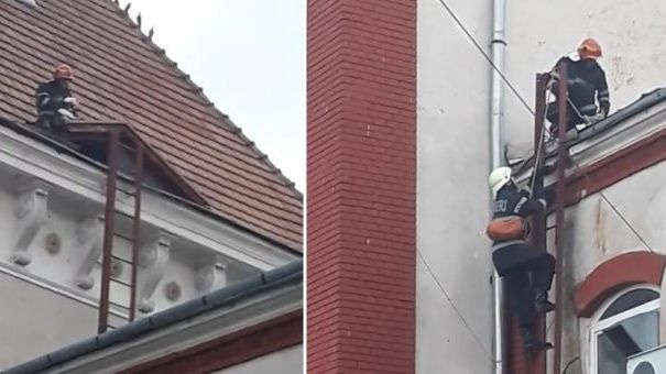 Pisică blocată pe o clădire, salvată de pompierii careieni