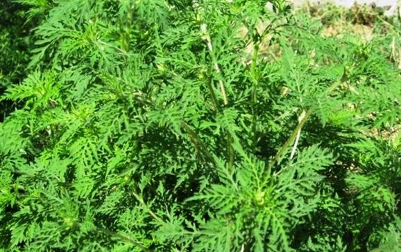 Ambrozia, combătută pe drumurile judeţene din Satu Mare