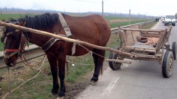 Reținut de polițiști, după ce a furat un cal și o căruță