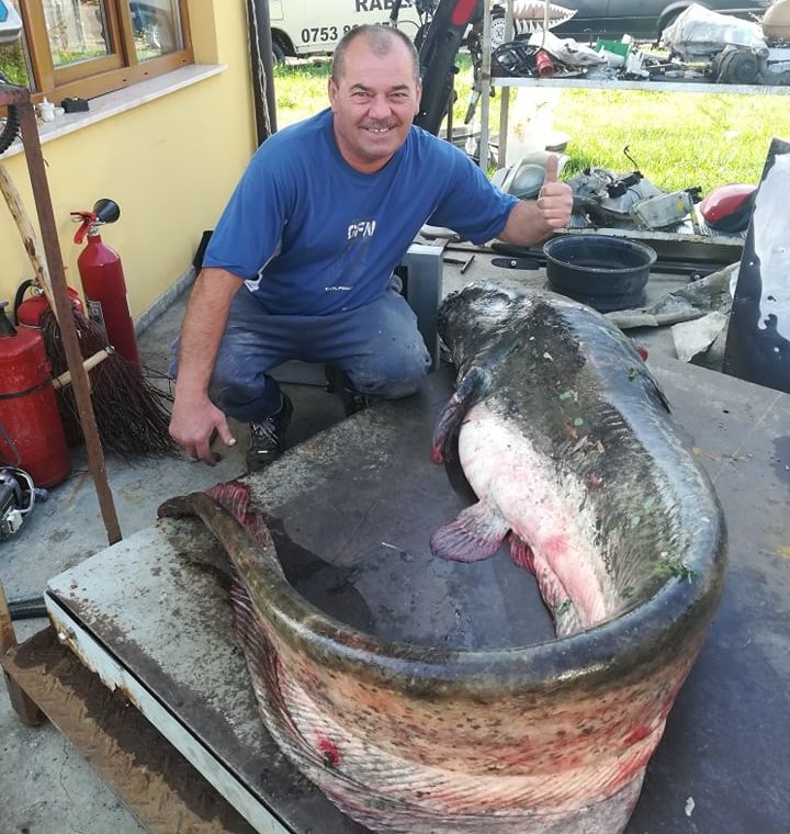 Pește uriaș, de peste 2,5 metri, prins în râul Someș, la Satu Mare