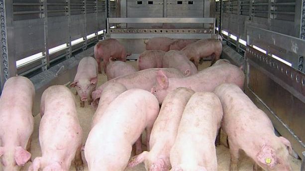 DSVSA a sancționat contravențional patru crescători de porci din Botiz, Culciu, Săcășeni și Borlești