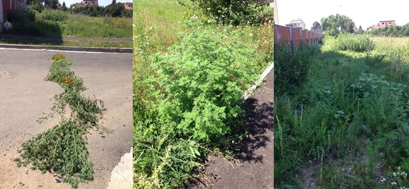 Teren plin cu ambrozie în municipiu. Mai multe familii solicită ajutorul Primăriei