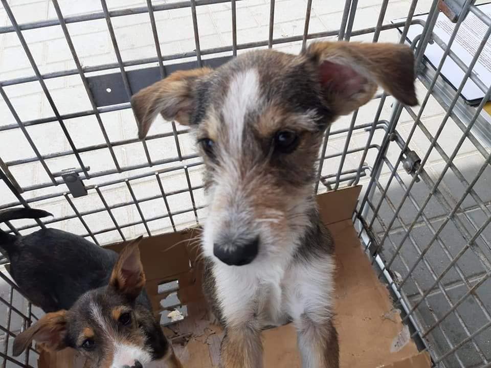 Asociația FreeLife Satu Mare are nevoie de sprijin financiar