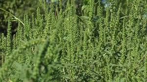 Campania  "S.O.S. - Ambrozia" se va derula și în Satu Mare