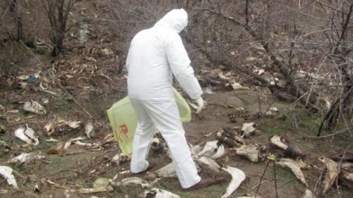 Oier din județul Satu Mare, amendat de DSVSA