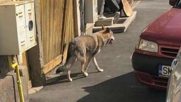 Lupul cehoslovac, care a ucis și rănit alți câini sâmbătă, liber din nou pe străzile din municipiul Satu Mare