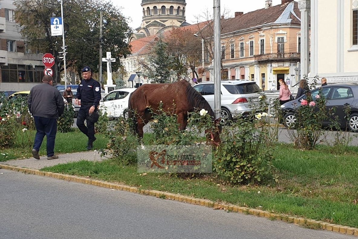 Calul găsit rătăcind pe străzile din Satu Mare va ajunge la o fermă din Sărătura