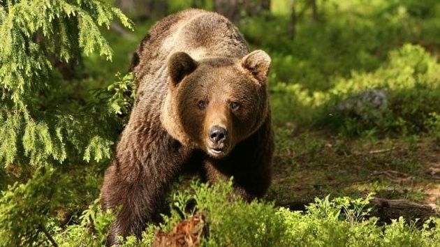 Un vânător din Satu Mare a fost atacat de urs într-o pădure din Bistrița-Năsăud