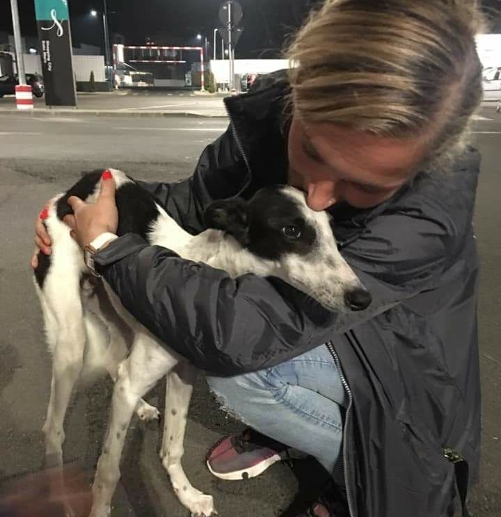 O femeie a parcurs 700 de km pentru a salva un câine din Satu Mare