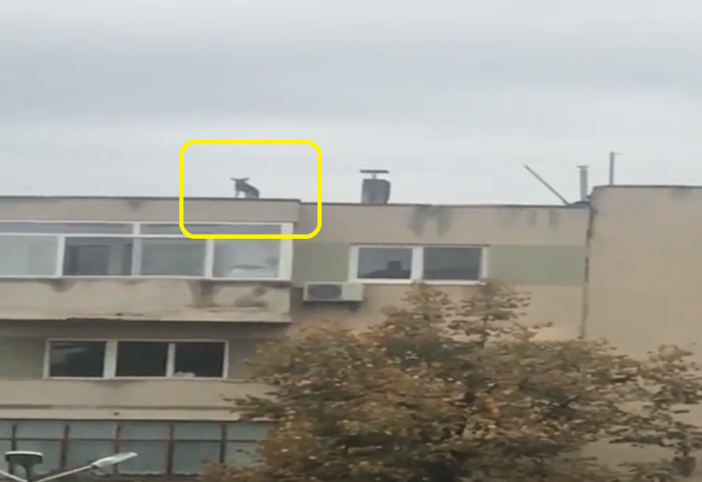 Maidanez speriat urcat pe bloc la Tăşnad, salvat de o femeie