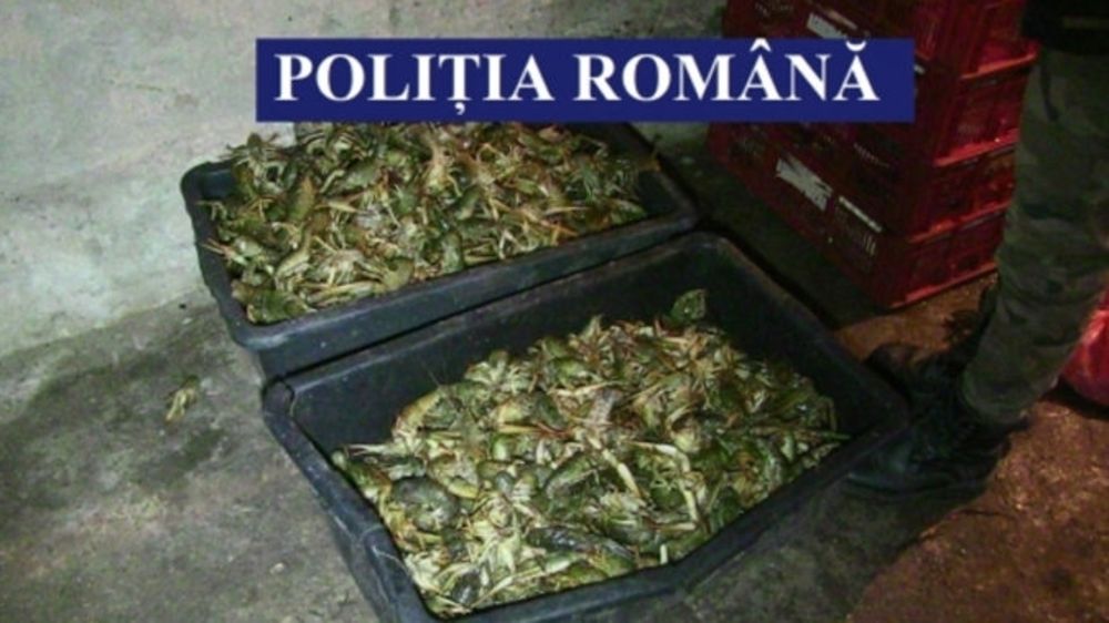 Aproape 40 de tone de pește indisponibilizate de polițiști