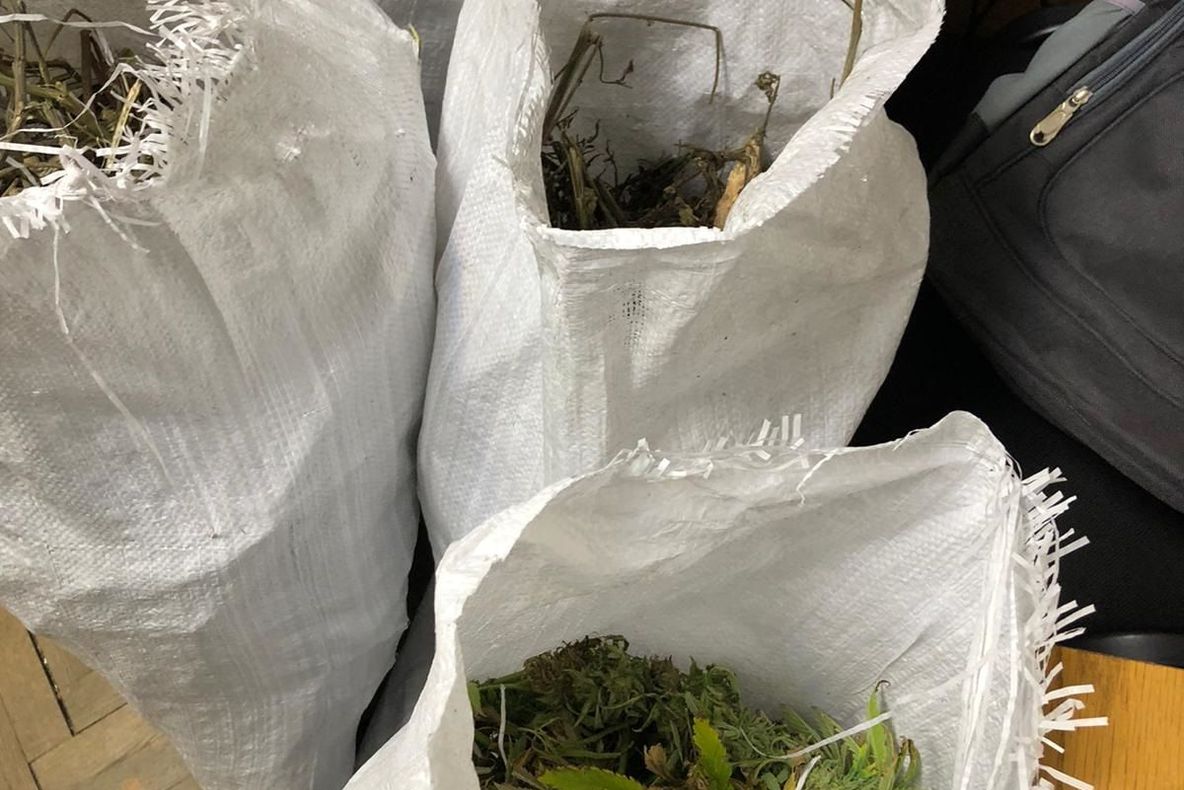 Cultură de cannabis descoperită pe malul Someșului