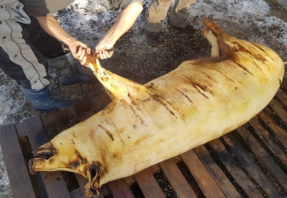 Cazuri de trichineloză la Satu Mare. Veterinarii trag un semnal de alarmă