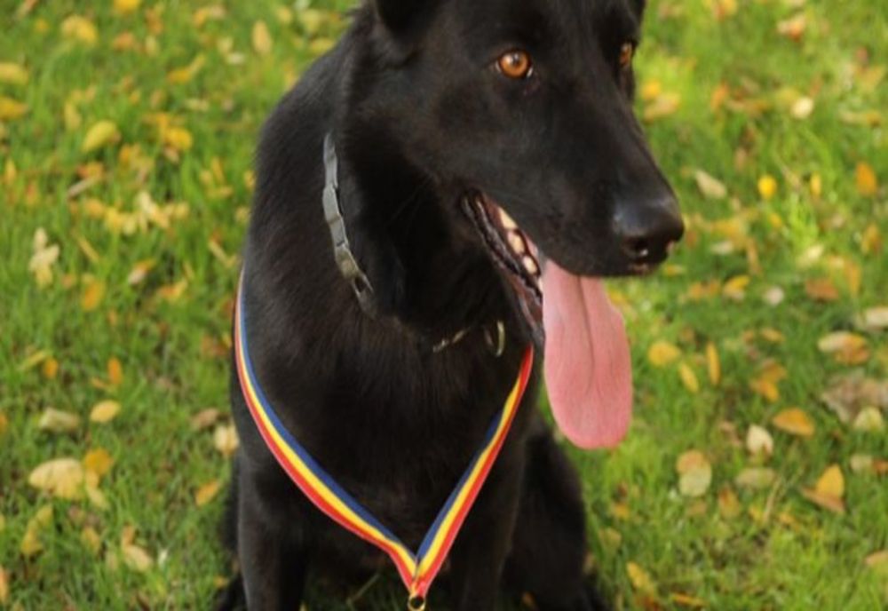 Câinele Teba care a prins criminalul dublei crime din Bârsău, felicitat de MAI