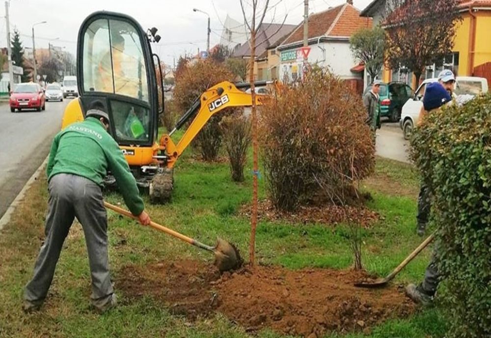 Peste 1000 de arbori plantați în municipiul Satu Mare în această toamnă
