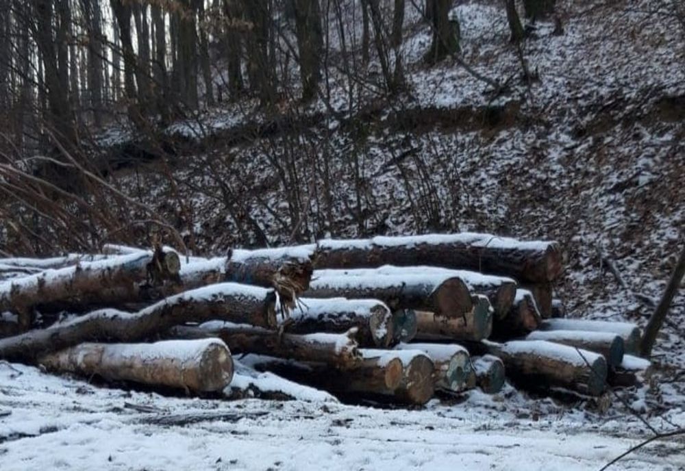 Polițiștii au confiscat peste 860 mc de material lemnos