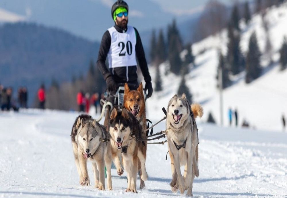 Daniel Tentiș, câștigător la concursul de sănii trase de câini - Drumul Romanilor 4.0