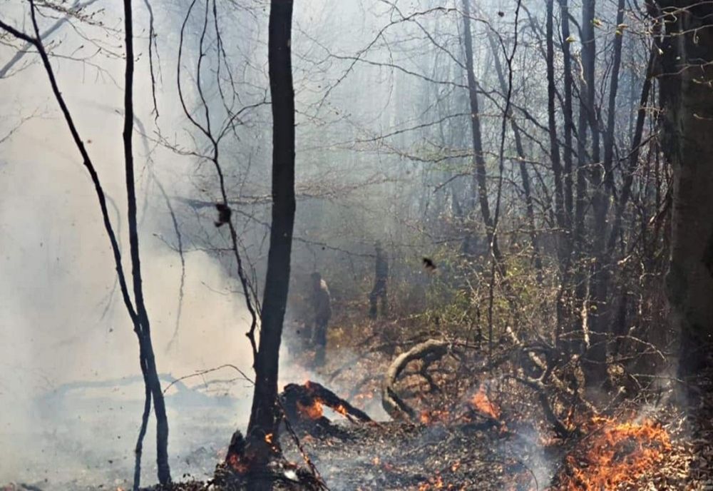 Incendiu de amploare într-o pădure din Țara Oașului