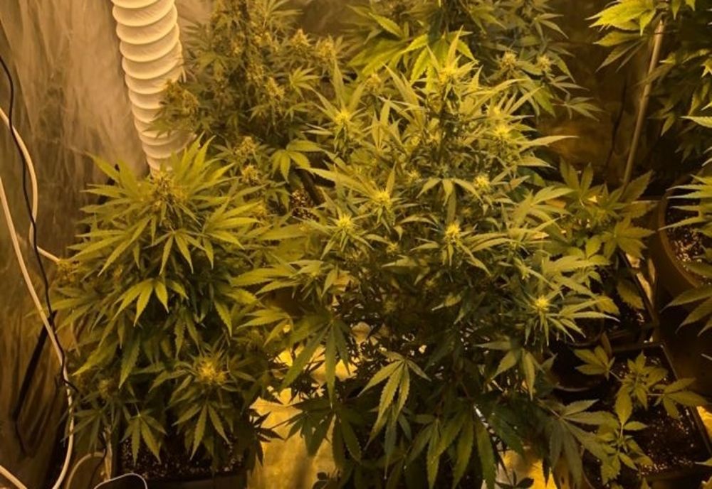 Tânăr reținut pentru trafic de droguri de risc. Avea în apartament o cultură de cannabis