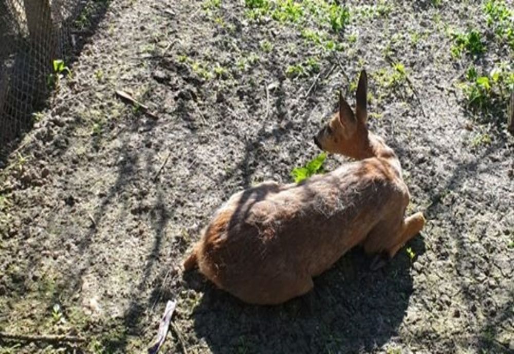 O căprioară rătăcită într-un cartier din Satu Mare a fost salvată de jandarmii sătmăreni