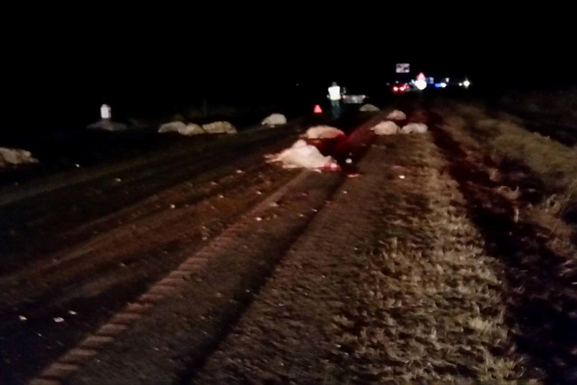 Tânără rănită, după ce un șofer a intrat cu mașina într-o turmă de oi