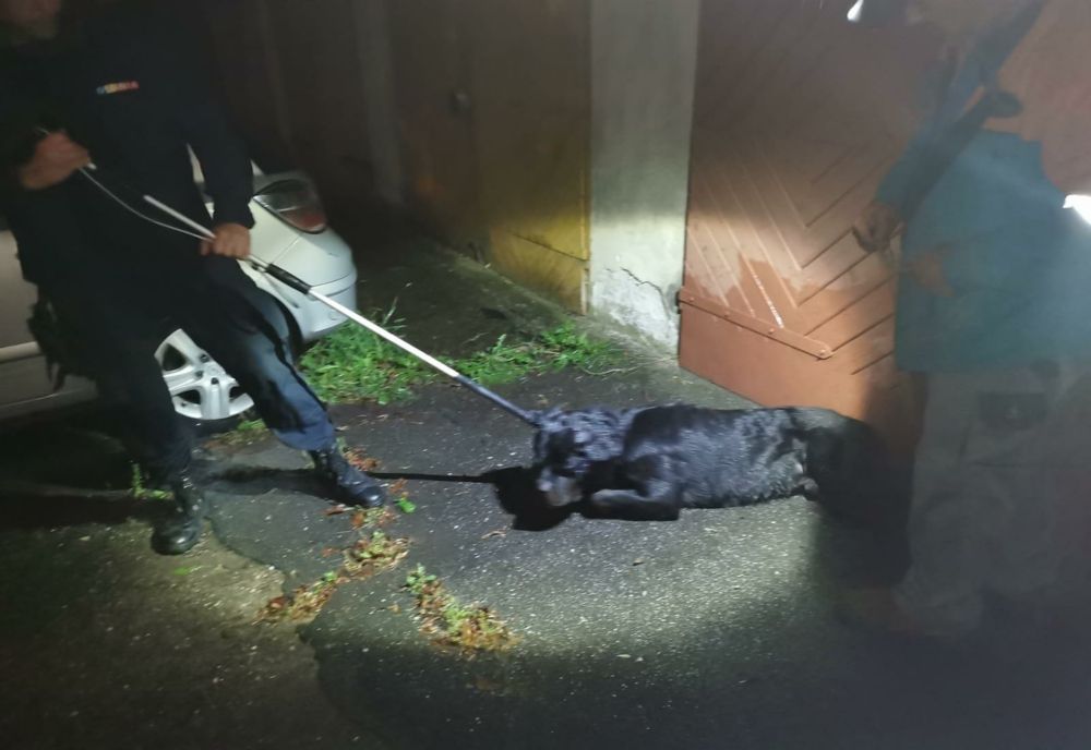 Câine agresiv, prins de jandarmii sătmăreni