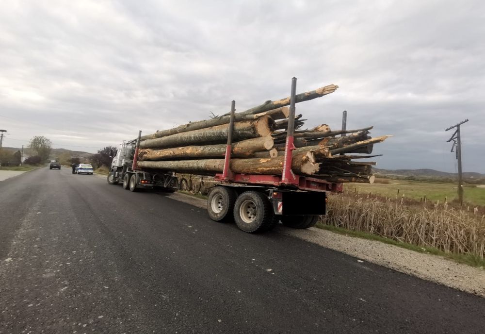 Maramureșean, prins transportând lemn fără documente legale, în Satu Mare