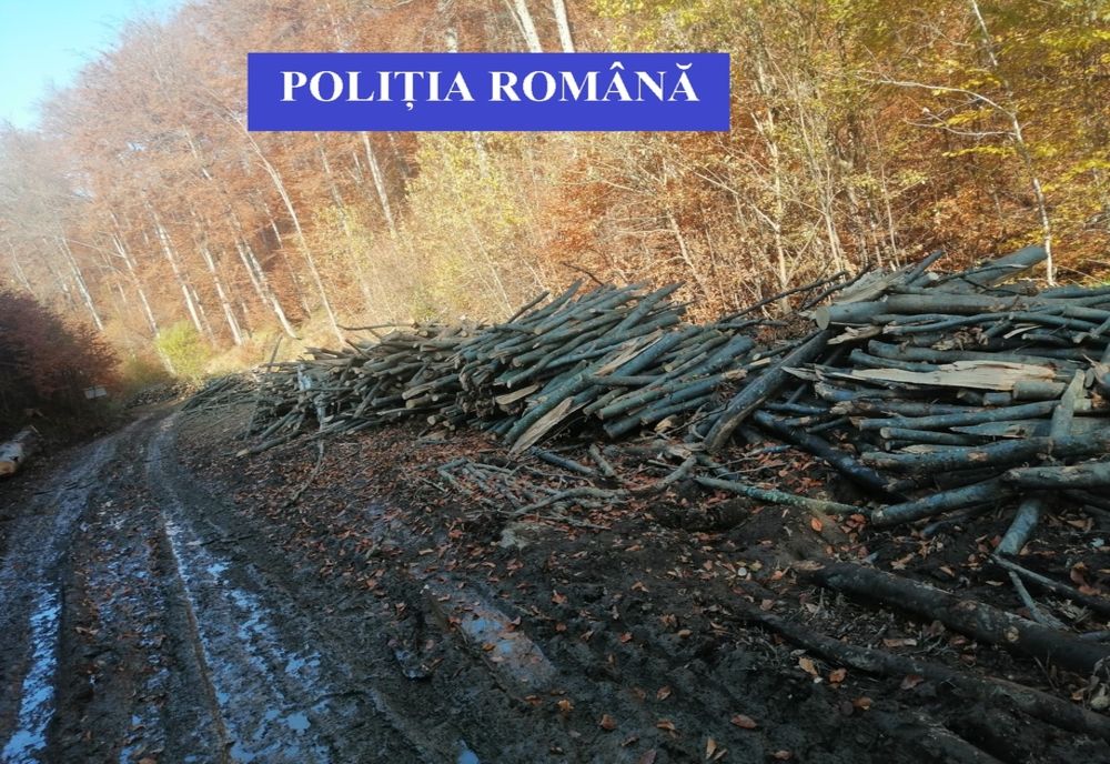 Material lemnos confiscat de oamenii legii din Negrești Oaș şi Oradea (FOTO)
