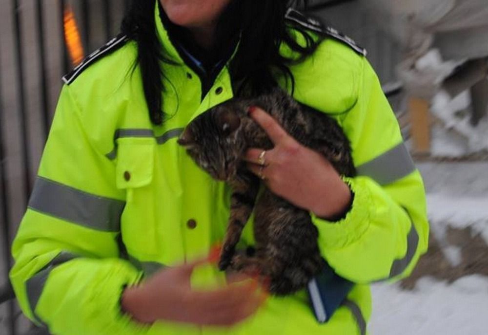 5 sătmăreni amendaţi de Poliţia Animalelor